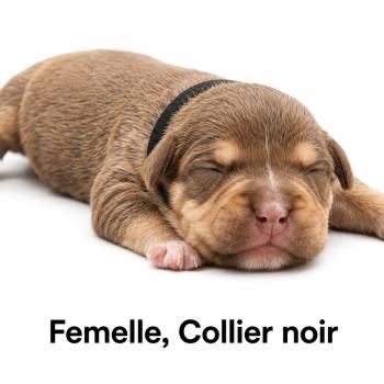 8e chiot (Portée Unknown mommy ❤ Unknown daddy) - Femelle tricolore chocolat collier noir Femelle American Bully