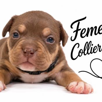 7e chiot (Portée Unknown mommy ❤ Unknown daddy) - Femelle tricolore chocolat collier noir Femelle American Bully