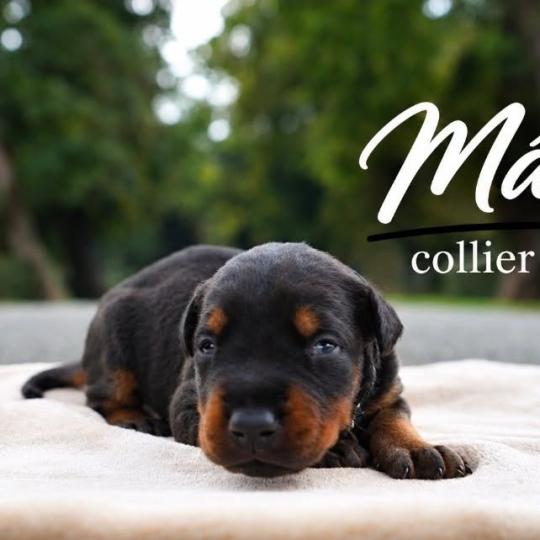 1er chiot (Portée Mère inconnue ❤ Père inconnu) - Mâle noir et feu collier bleu foncé Mâle Dobermann