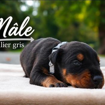 3e chiot (Portée Mère inconnue ❤ Père inconnu) - Mâle noir et feu collier gris Mâle Dobermann