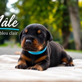 4e chiot (Portée Mère inconnue ❤ Père inconnu) - Mâle noir et feu collier bleu clair Mâle Dobermann