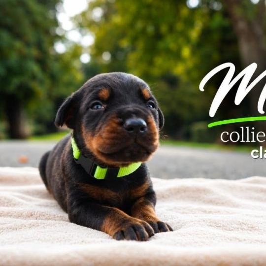 4e chiot (Portée Mère inconnue ❤ Père inconnu) - Mâle noir et feu collier vert clair Mâle Dobermann