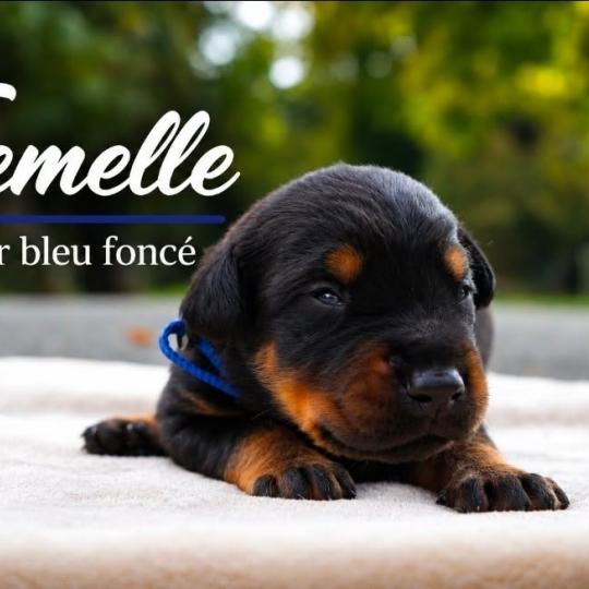 5e chiot (Portée Mère inconnue ❤ Père inconnu) - Femelle noir et feu collier bleu foncé Femelle Dobermann