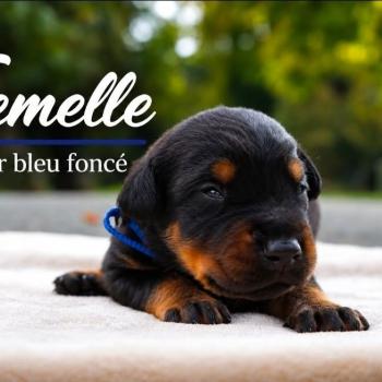 5e chiot (Portée Mère inconnue ❤ Père inconnu) - Femelle noir et feu collier bleu foncé Femelle Dobermann