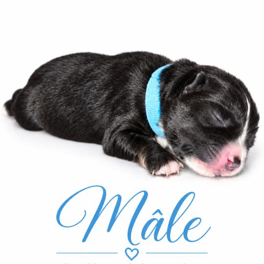 1er chiot (Portée Mère inconnue ❤ Père inconnu) - Mâle tricolore noir collier bleu clair Mâle Berger americain miniature
