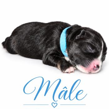 1er chiot (Portée Mère inconnue ❤ Père inconnu) - Mâle tricolore noir collier bleu clair Mâle Berger americain miniature