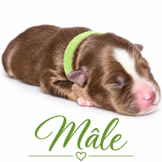 2e chiot (Portée Mère inconnue ❤ Père inconnu) - Mâle rouge tricolore collier vert clair Mâle Berger americain miniature