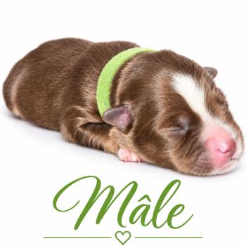 2e chiot (Portée Mère inconnue ❤ Père inconnu) - Mâle rouge tricolore collier vert clair Mâle Berger americain miniature