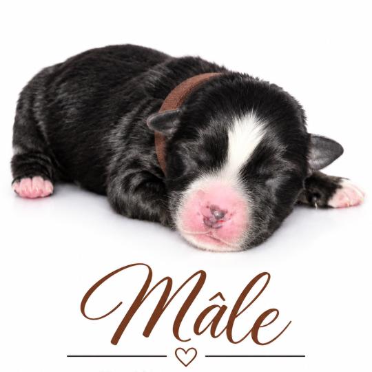 3e chiot (Portée Mère inconnue ❤ Père inconnu) - Mâle tricolore noir collier marron Mâle Berger americain miniature