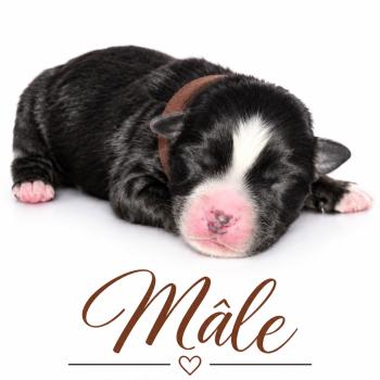 3e chiot (Portée Mère inconnue ❤ Père inconnu) - Mâle tricolore noir collier marron Mâle Berger americain miniature