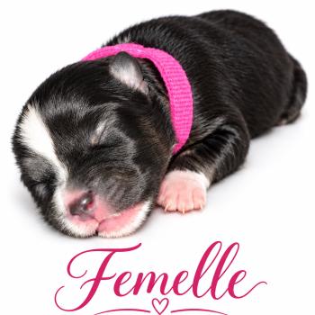 4e chiot (Portée Mère inconnue ❤ Père inconnu) - Mâle tricolore noir collier rose Mâle Berger americain miniature