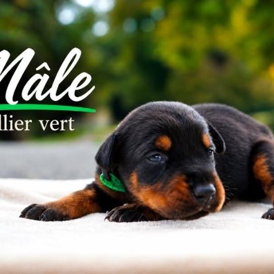 7e chiot (Portée Mère inconnue ❤ Père inconnu) - Mâle noir et feu collier vert foncé Mâle Dobermann