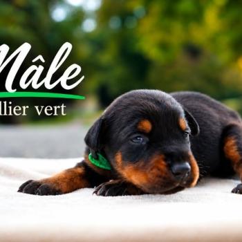 7e chiot (Portée Mère inconnue ❤ Père inconnu) - Mâle noir et feu collier vert foncé Mâle Dobermann