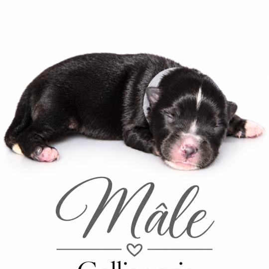 5e chiot (Portée Mère inconnue ❤ Père inconnu) - Mâle Tricolore noir collier gris Mâle Berger americain miniature