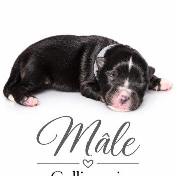 5e chiot (Portée Mère inconnue ❤ Père inconnu) - Mâle Tricolore noir collier gris Mâle Berger americain miniature