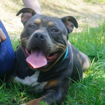 Phoenix bully's kennel Ursa Femelle American Bully