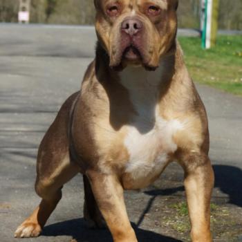 Yoko Mâle American Bully