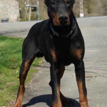 Arès Mâle Dobermann