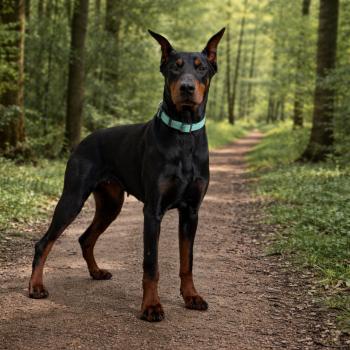 Moustique Femelle Dobermann