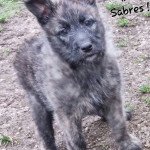 Spock De Sabres Mâle Bouvier des ardennes