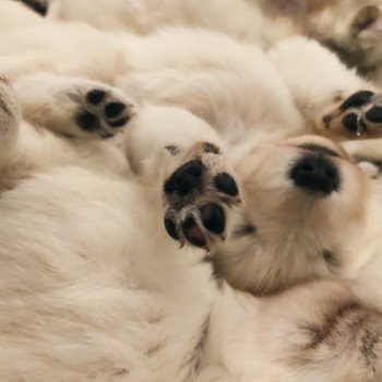 UROK CLOS DES BOIS BLANCS Mâle Berger blanc suisse