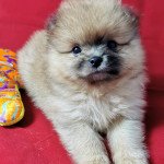 Saiko Mâle Spitz allemand Saiko Mâle Spitz allemand
