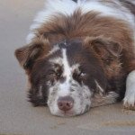 Puzzle Femelle Berger australien Puzzle Femelle Berger australien