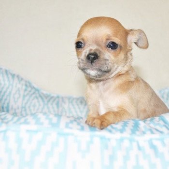 chiot chihuahua a vendre Mâle Chihuahua Poil Court