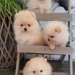 chiot spitz nain a vendre pas cher suisse Mâle Spitz allemand