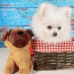 Lana Femelle Spitz allemand Lana Femelle Spitz allemand