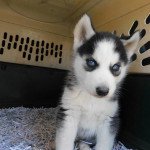 Lana Mâle Husky de siberie