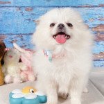Lilou Mâle Spitz allemand Lilou Mâle Spitz allemand