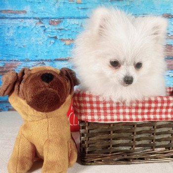 Lilou Mâle Spitz allemand