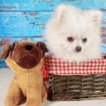 Lilou Mâle Spitz allemand Lilou Mâle Spitz allemand