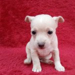 Lola Femelle Chihuahua Poil Long Lola Femelle Chihuahua Poil Long