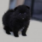 spitz nain a vendre france Mâle Spitz allemand spitz nain a vendre france Mâle Spitz allemand