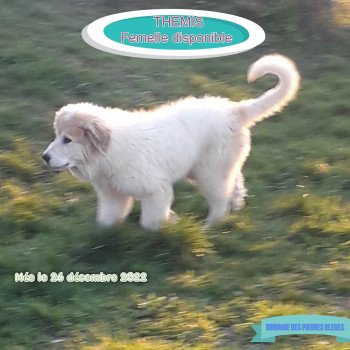 THEMIS Du Domaine des Pierres Bleues Femelle Chien de montagne des pyrenees