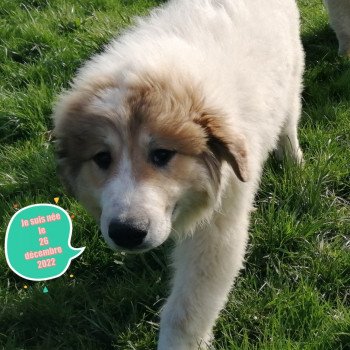 THEODORA Du Domaine des Pierres Bleues Femelle Chien de montagne des pyrenees