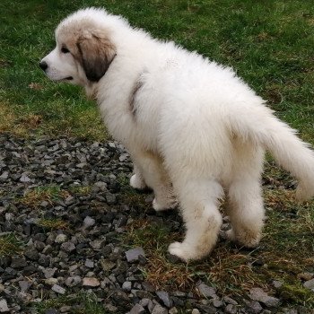 THOR Du Domaine des Pierres Bleues Mâle Chien de montagne des pyrenees