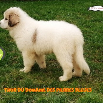 THOR Du Domaine des Pierres Bleues Mâle Chien de montagne des pyrenees