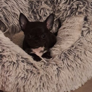 chiot Chihuahua Poil Court noir marque blanc poitrine elevagedescharmeurs  