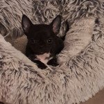 1er chiot (Portée paillette ❤ popeye) - Mâle noir marque blanc poitrine Mâle Chihuahua Poil Court 1er chiot (Portée paillette ❤ popeye) - Mâle noir marque blanc poitrine Mâle Chihuahua Poil Court