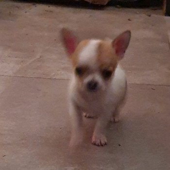 chiot Chihuahua Poil Court blanc tachete marron elevagedescharmeurs  