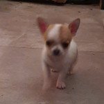 2e chiot (Portée paillette ❤ popeye) - Mâle blanc tachete marron Mâle Chihuahua Poil Court 2e chiot (Portée paillette ❤ popeye) - Mâle blanc tachete marron Mâle Chihuahua Poil Court