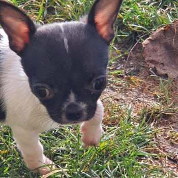 chiot Chihuahua Poil Court blanchje tachetee noire elevagedescharmeurs  
