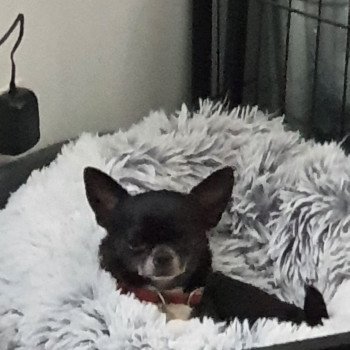 paillette Femelle Chihuahua Poil Court