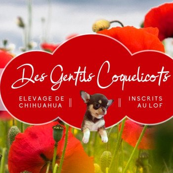 au gentil coquelicot