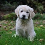 SIENA Femelle Golden retriever SIENA Femelle Golden retriever