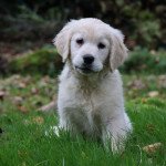 SIENA Femelle Golden retriever