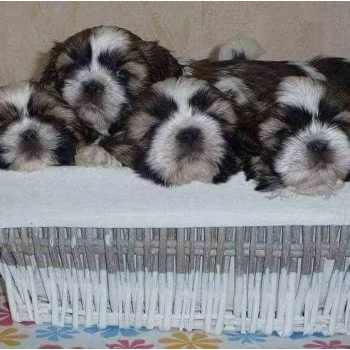 Shih Tzu de DaïKyoRi Saÿ